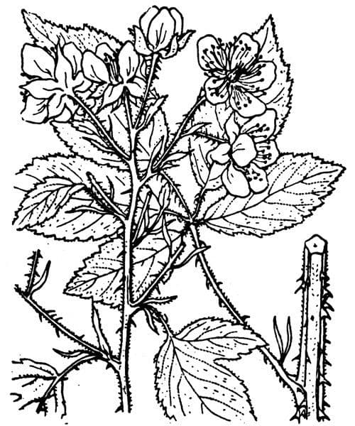 Brombeere 6