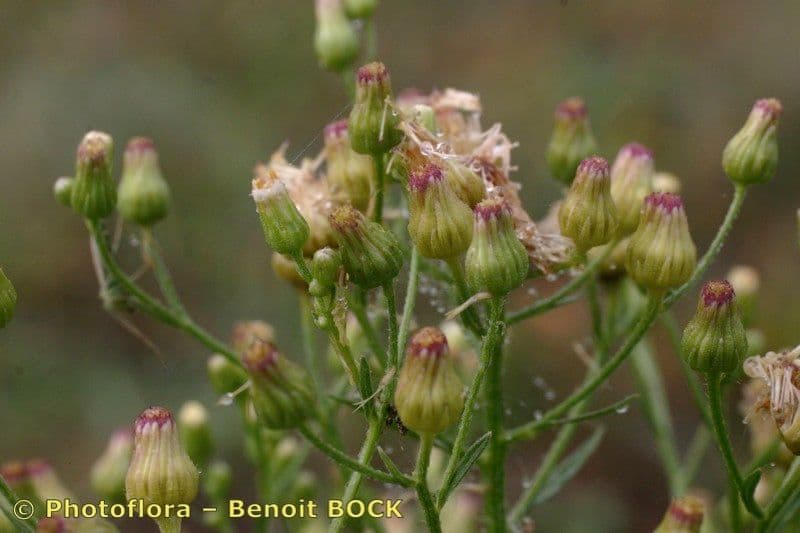 Erigeron floribundo