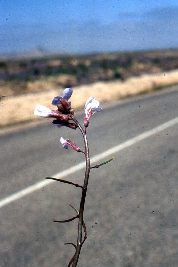 Pseuderucaria