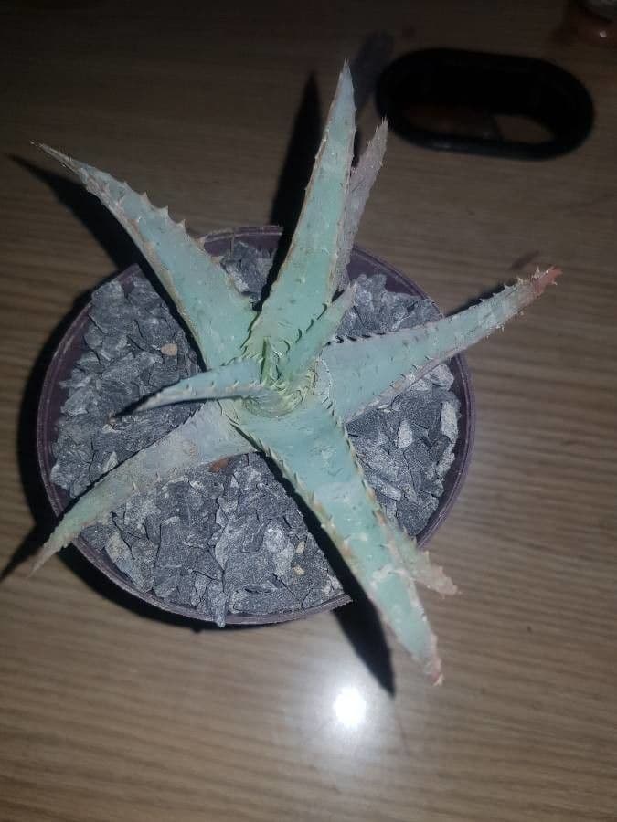 Aloe