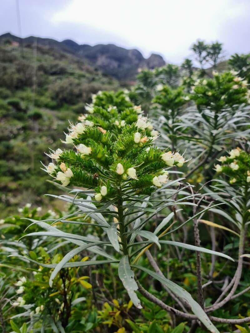 Echium 4
