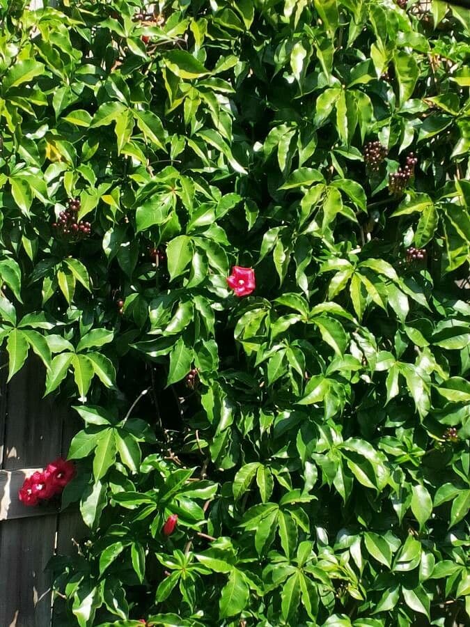 Ipomoea horsfalliae 8