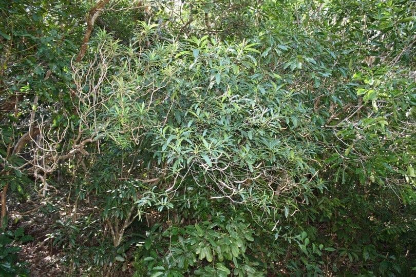 Alstonia 9
