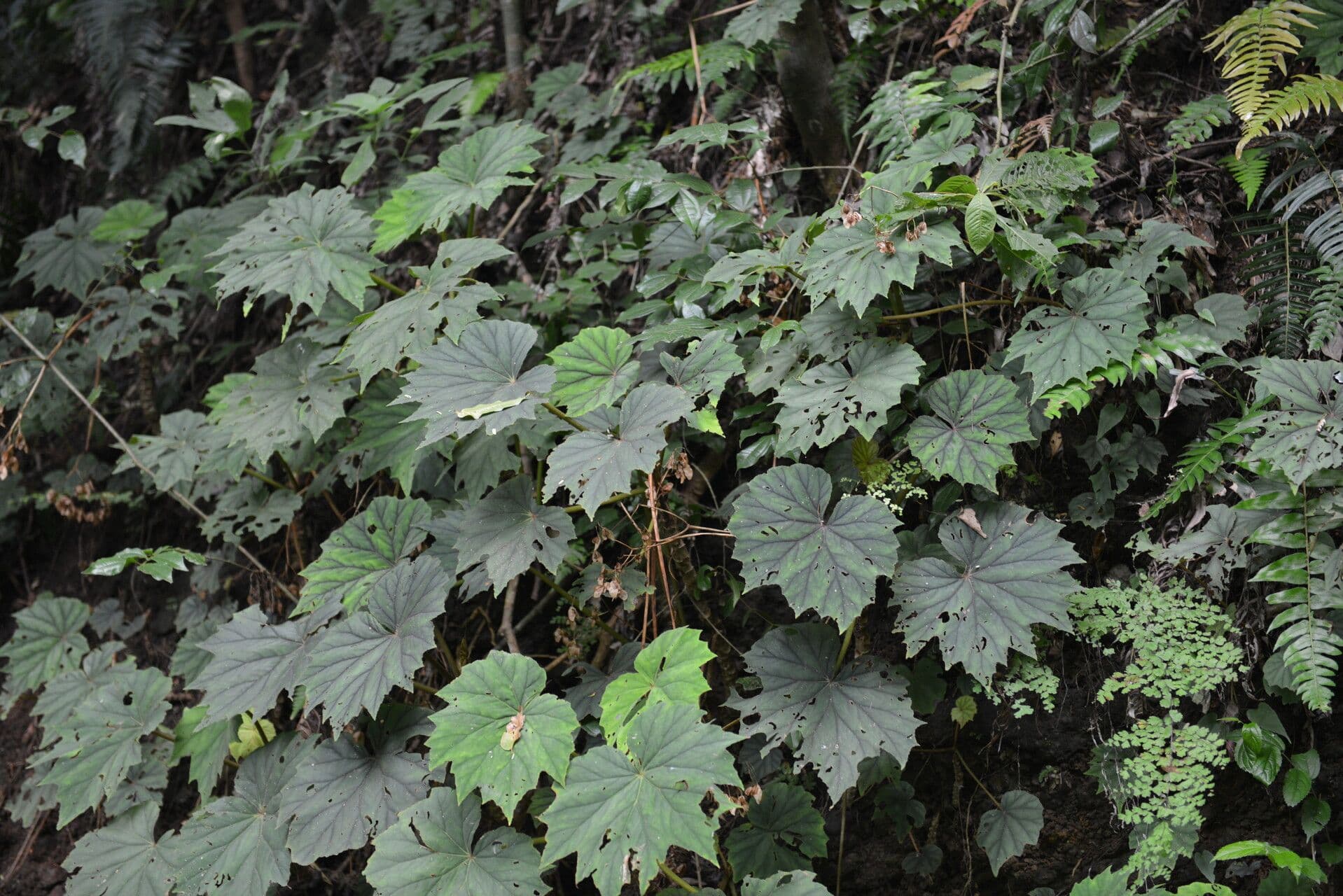 Begonia 6