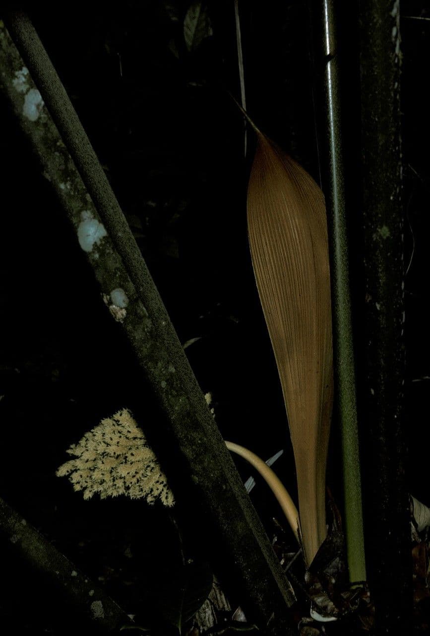 Palma Attalea