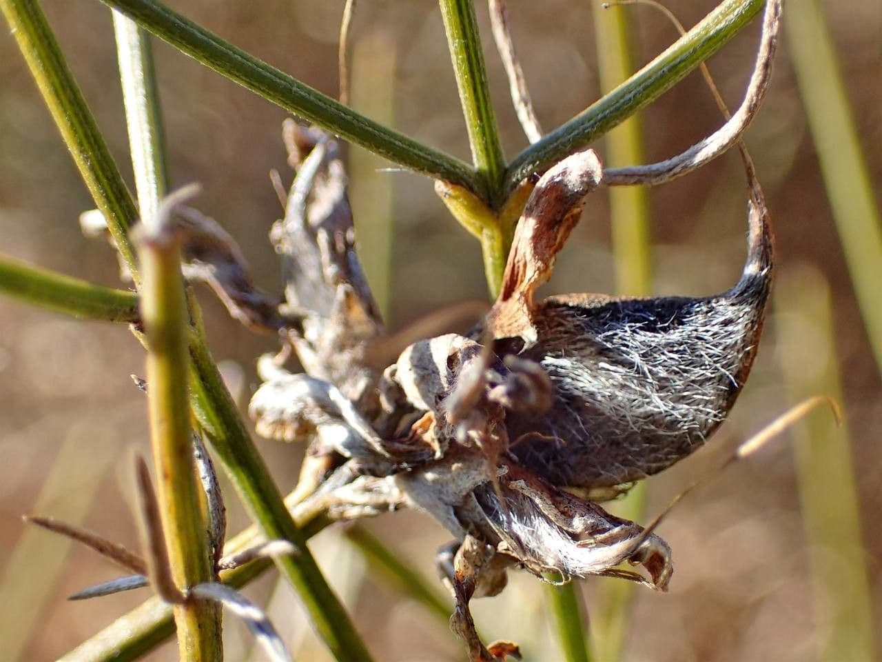 Ginestra radiata 4
