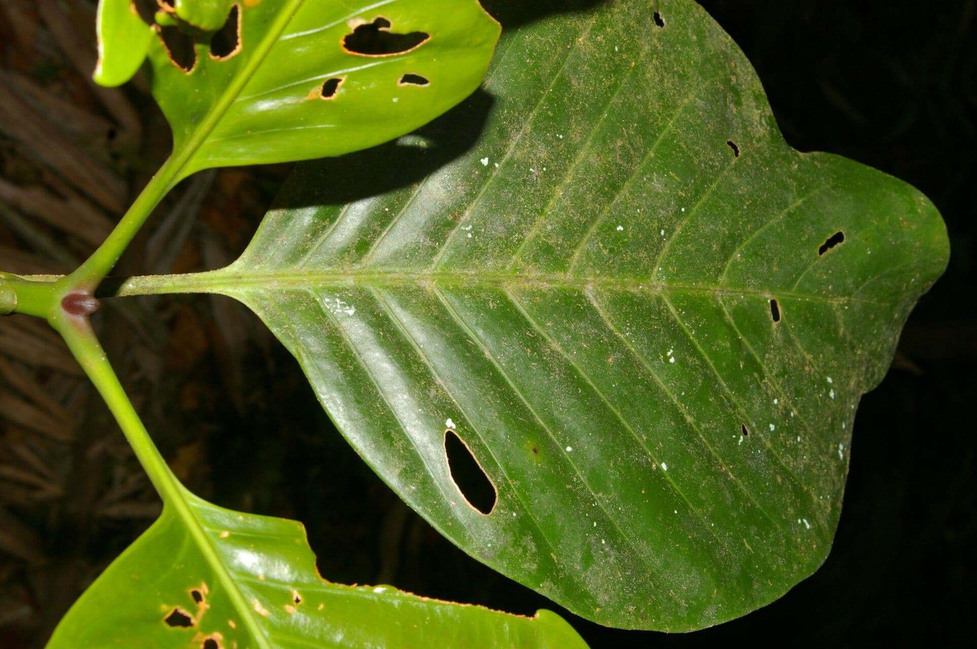 Dystovomita