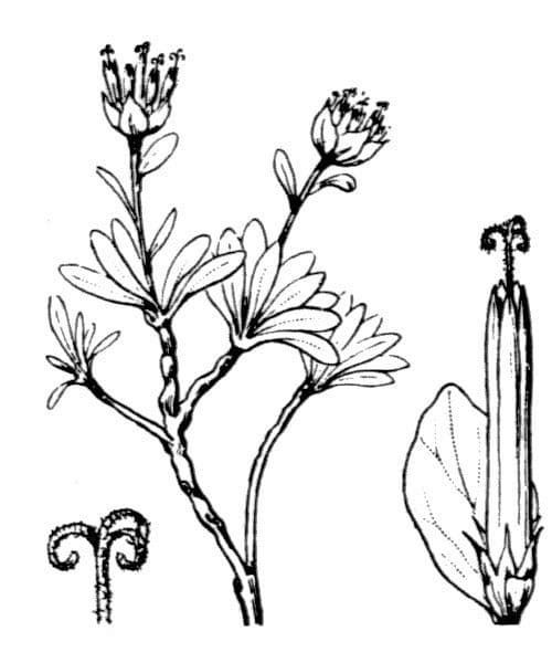Phyteuma globulariifolium 18
