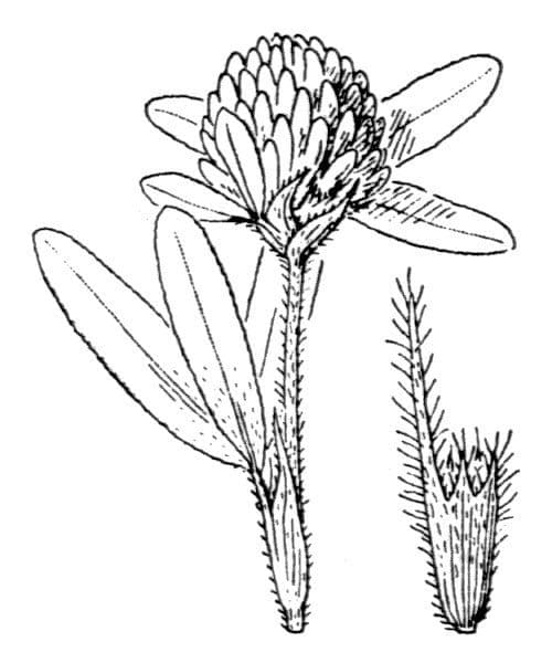 Hügel-Klee 26