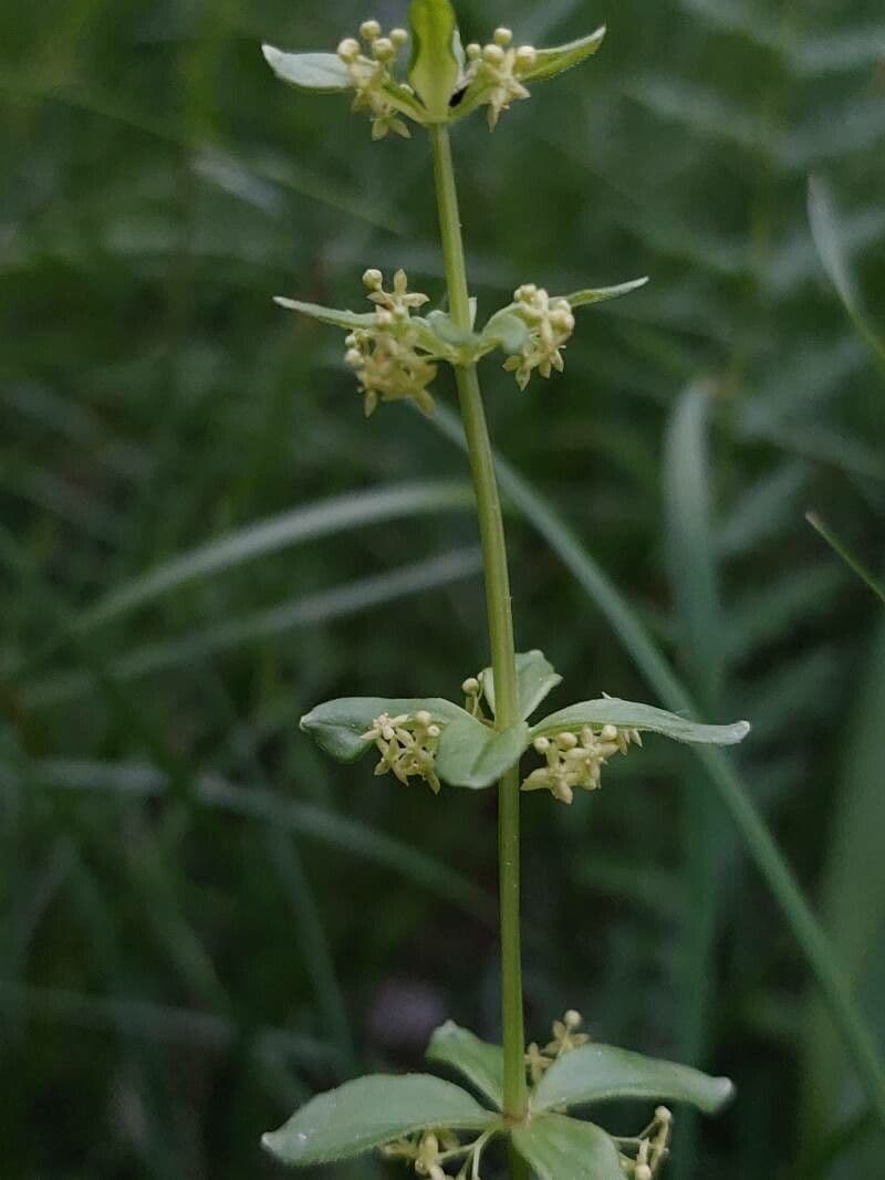 Crocettona glabra 2