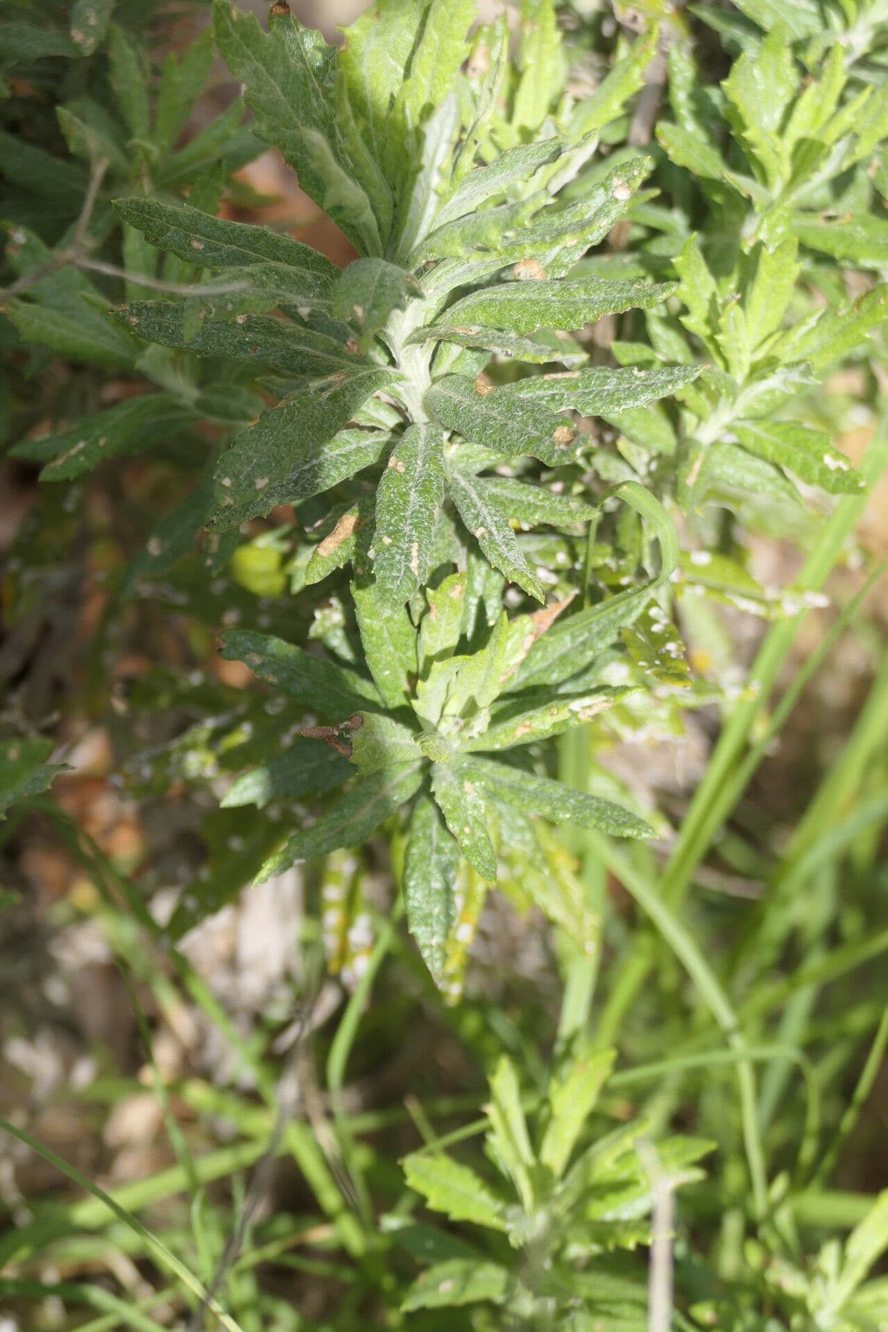 Senecio pterophorus 11