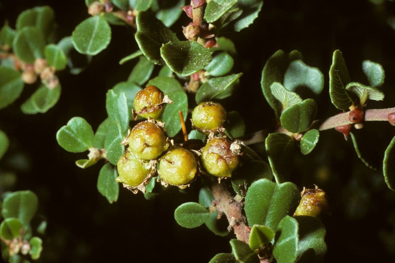 Ceanothus verrucosus