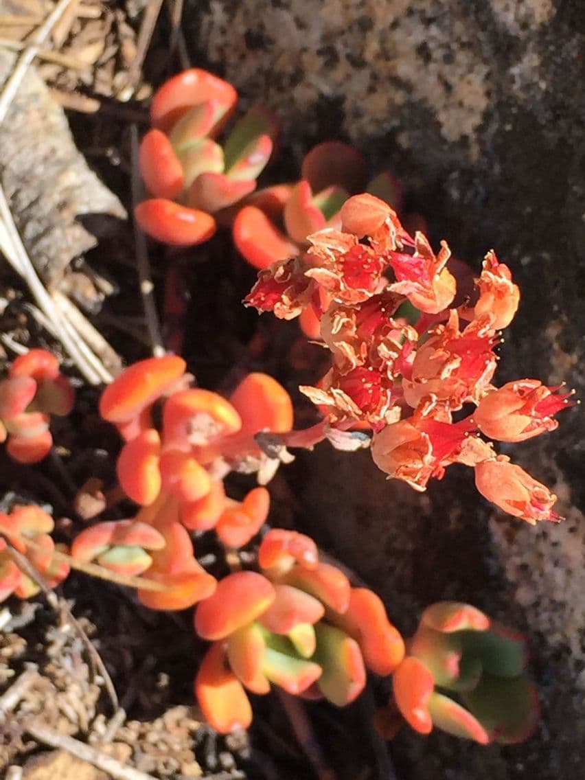 Borracina ottusa