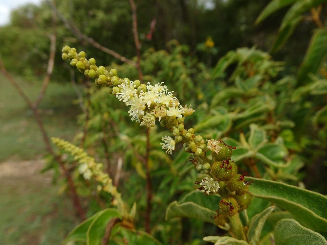 Croton giallo 7