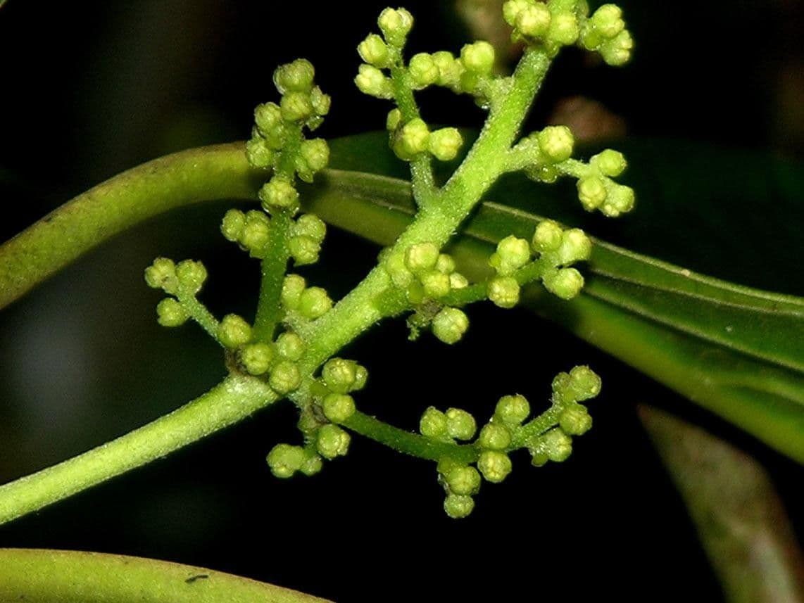 Tetrorchidium 6