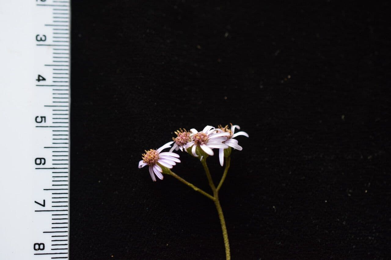 Aster 10