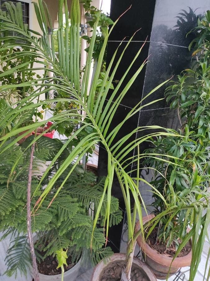 Areca 20