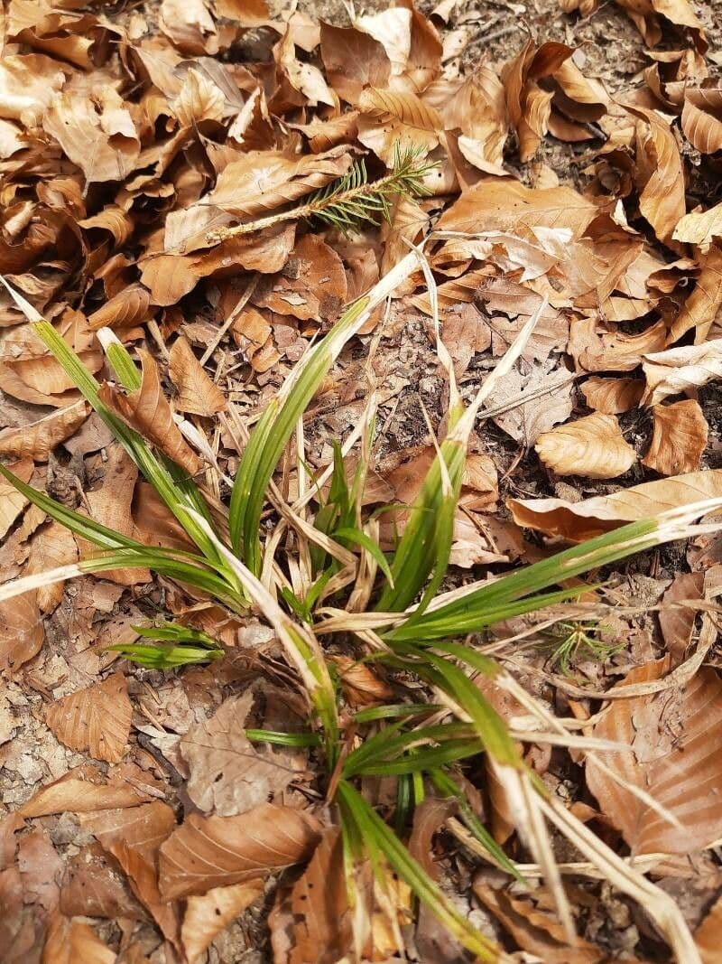 Carice selvatica 16