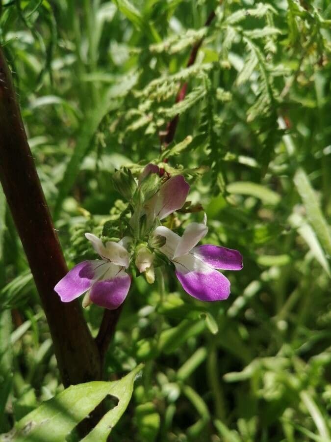 Collinsia bianca 4