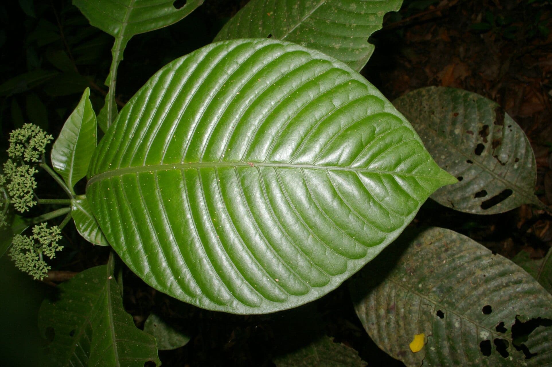 Psychotria 11