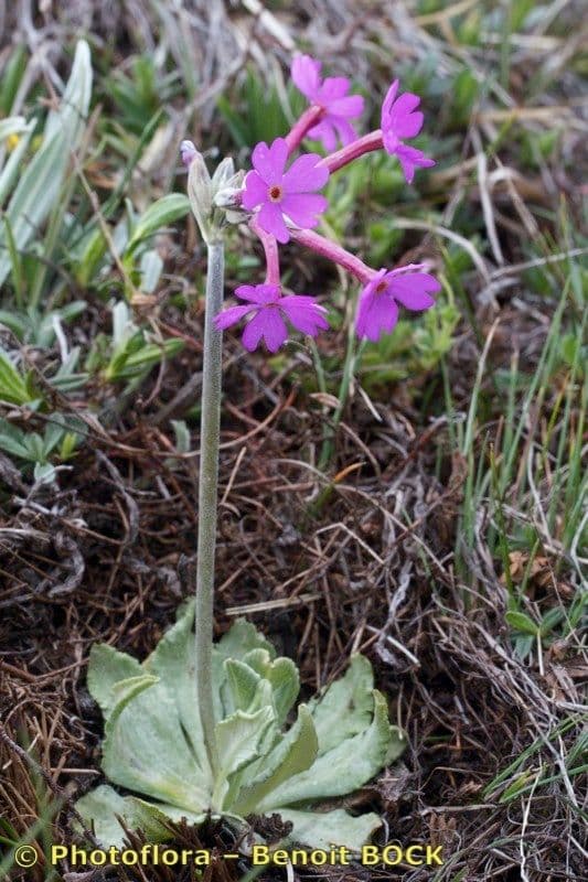 Primula di Haller 8