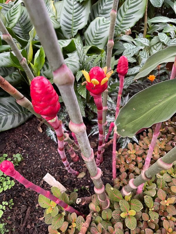 Red tower ginger 6