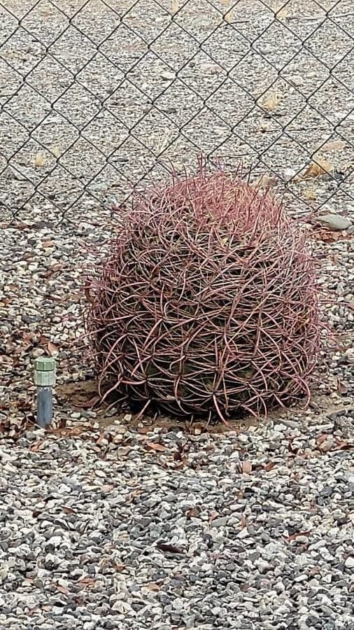 Cactus barile di Leconte 17