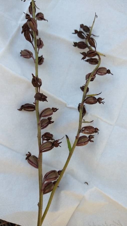 Elleborine violacea 5