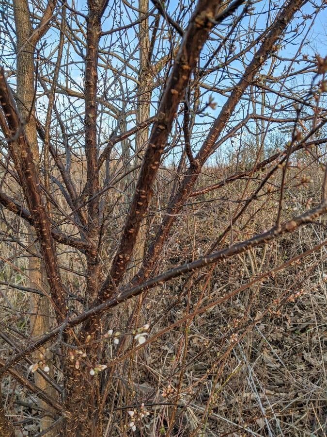 Prunus tomentosa 22