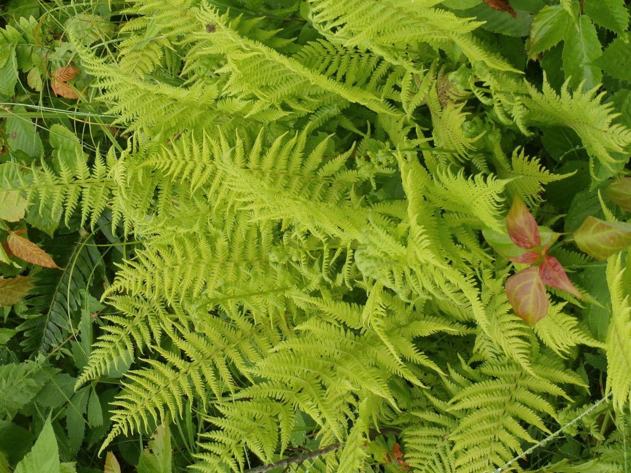 New-York-Sumpffarn 2