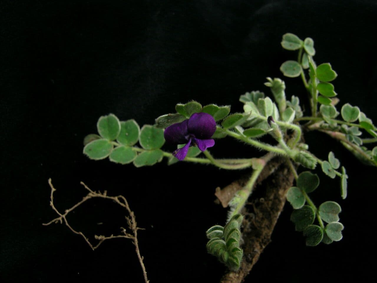 Tibetia 3