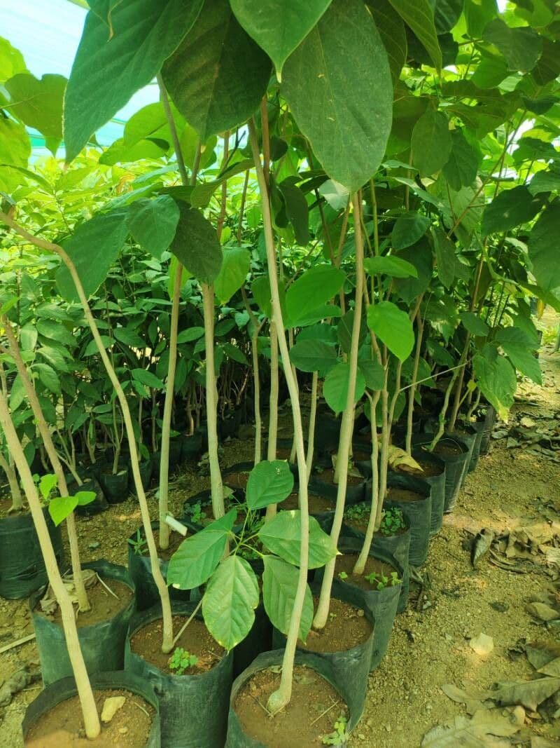 Sterculia 7