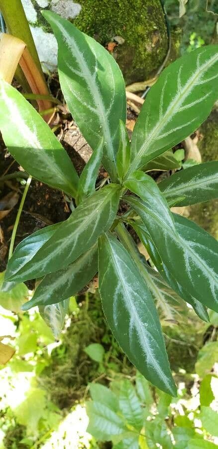 Pianta gamberetto viola 9