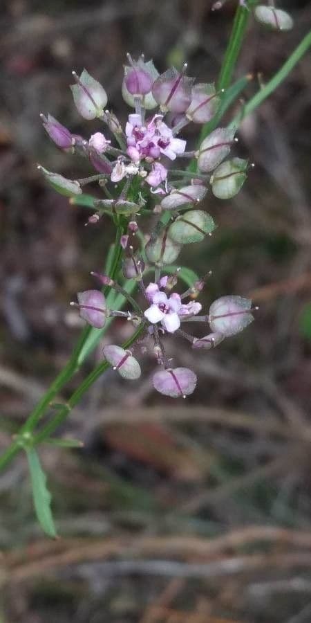 Schiffchenblättrige Schleifenblume 4
