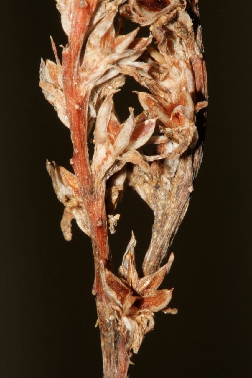 Sedum litorale 11