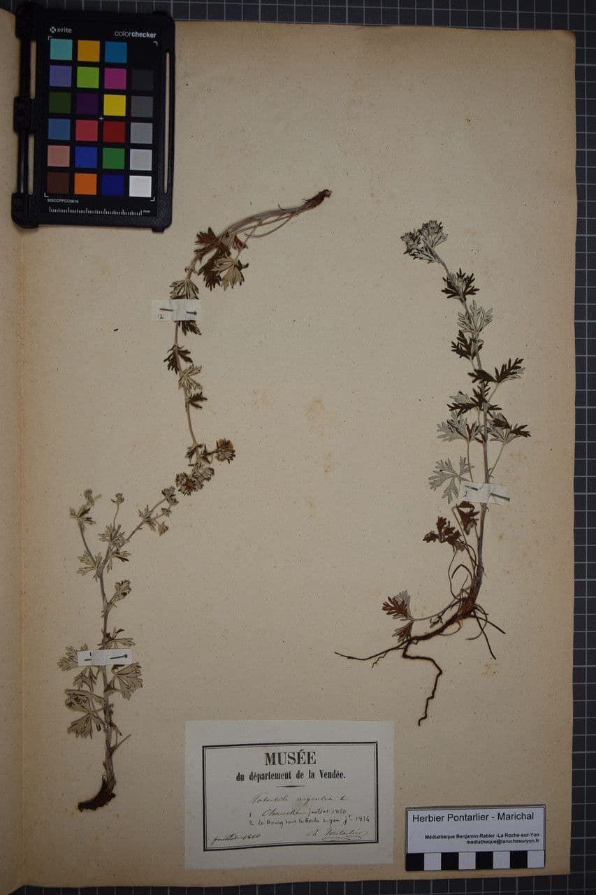 Cinquefoglie argentea 7
