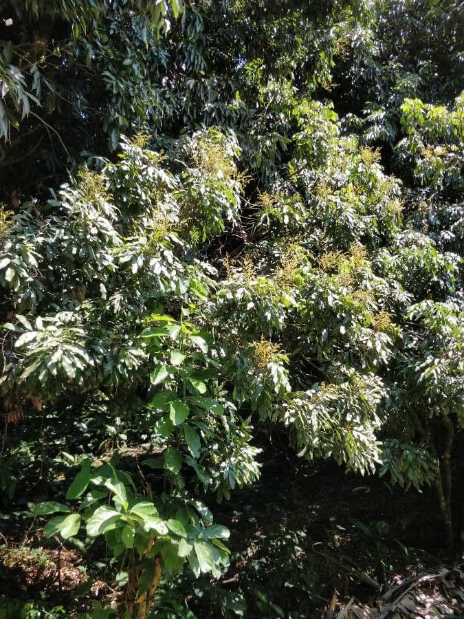 Longan 9