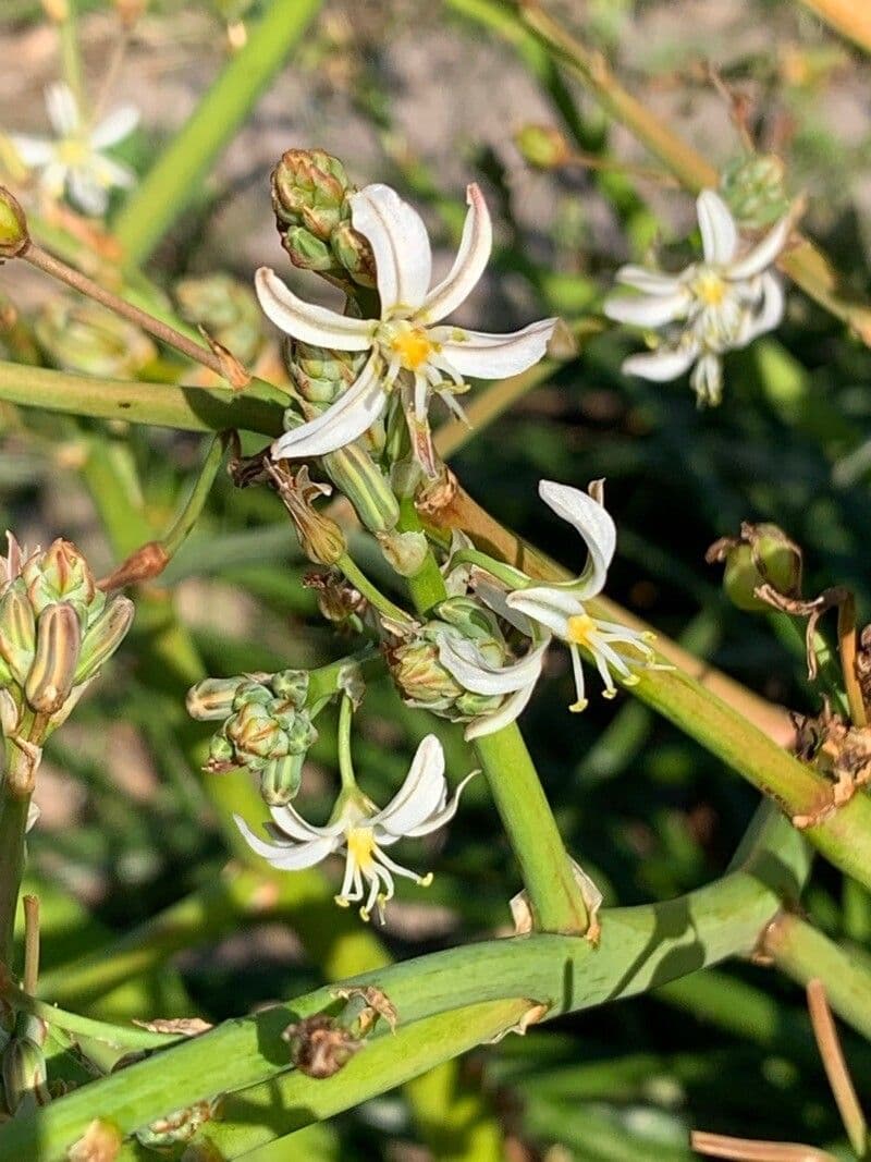 Trachyandra saltii 9