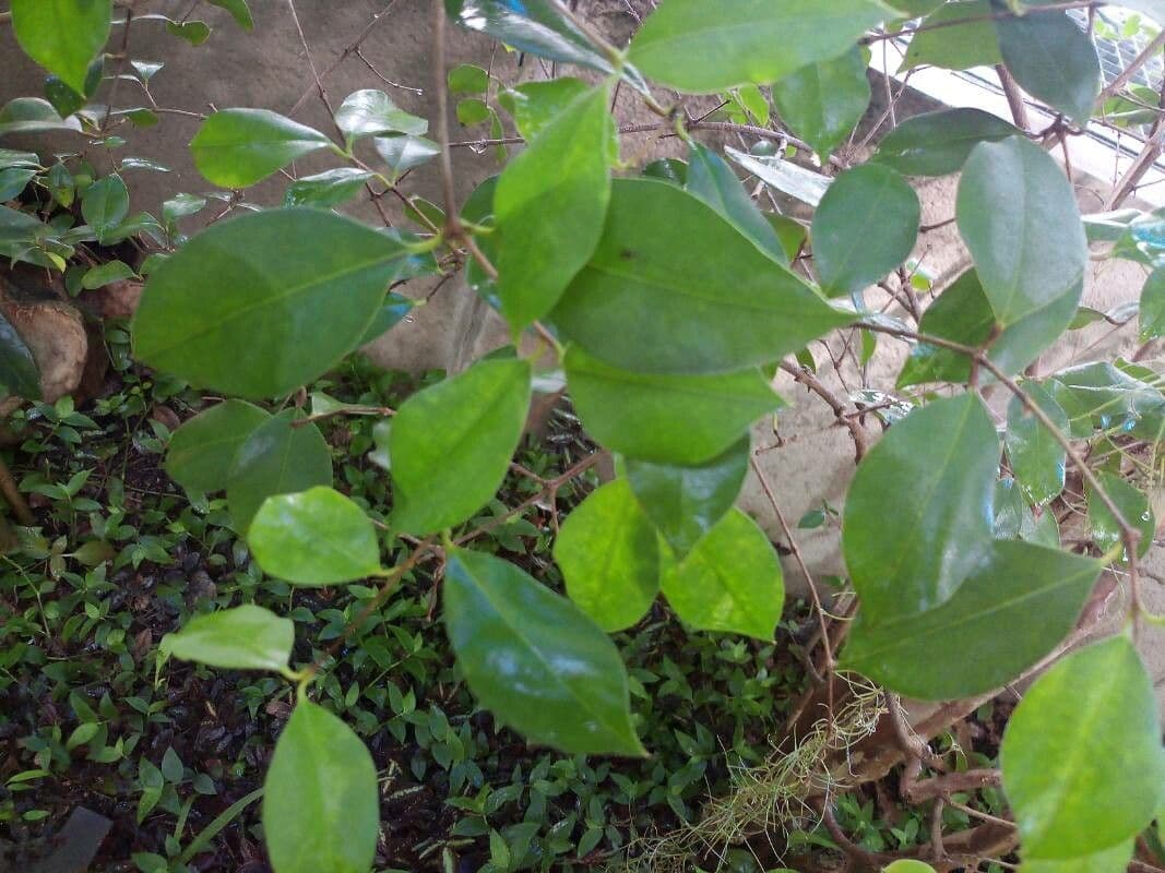 Calycorectes