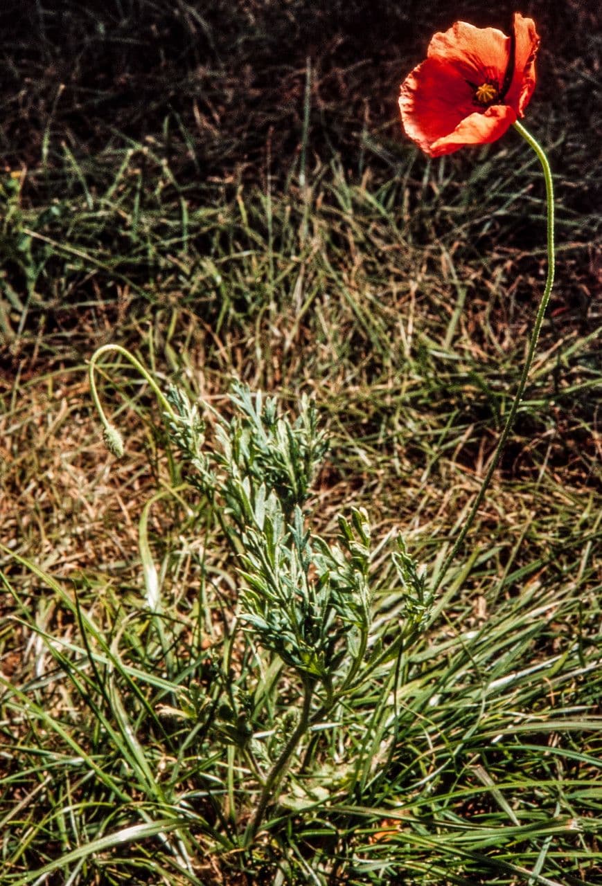 Saat-Mohn 12