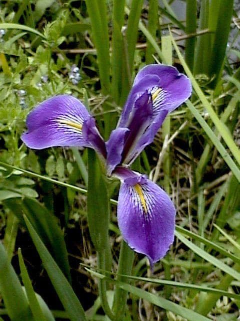 Iris bleu géant