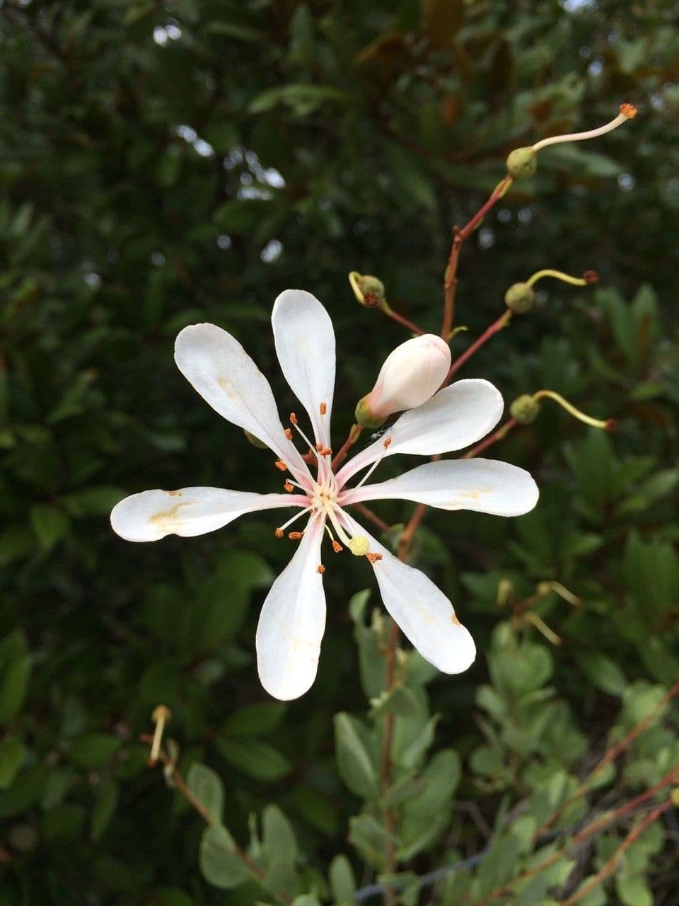 Teerblume 2