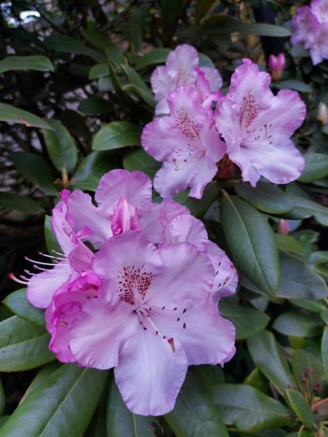 Rododendro massimo 16