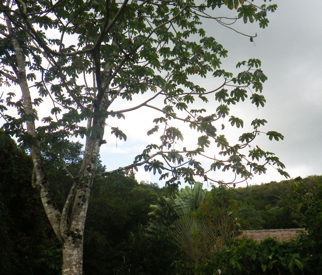 Cecropia 6