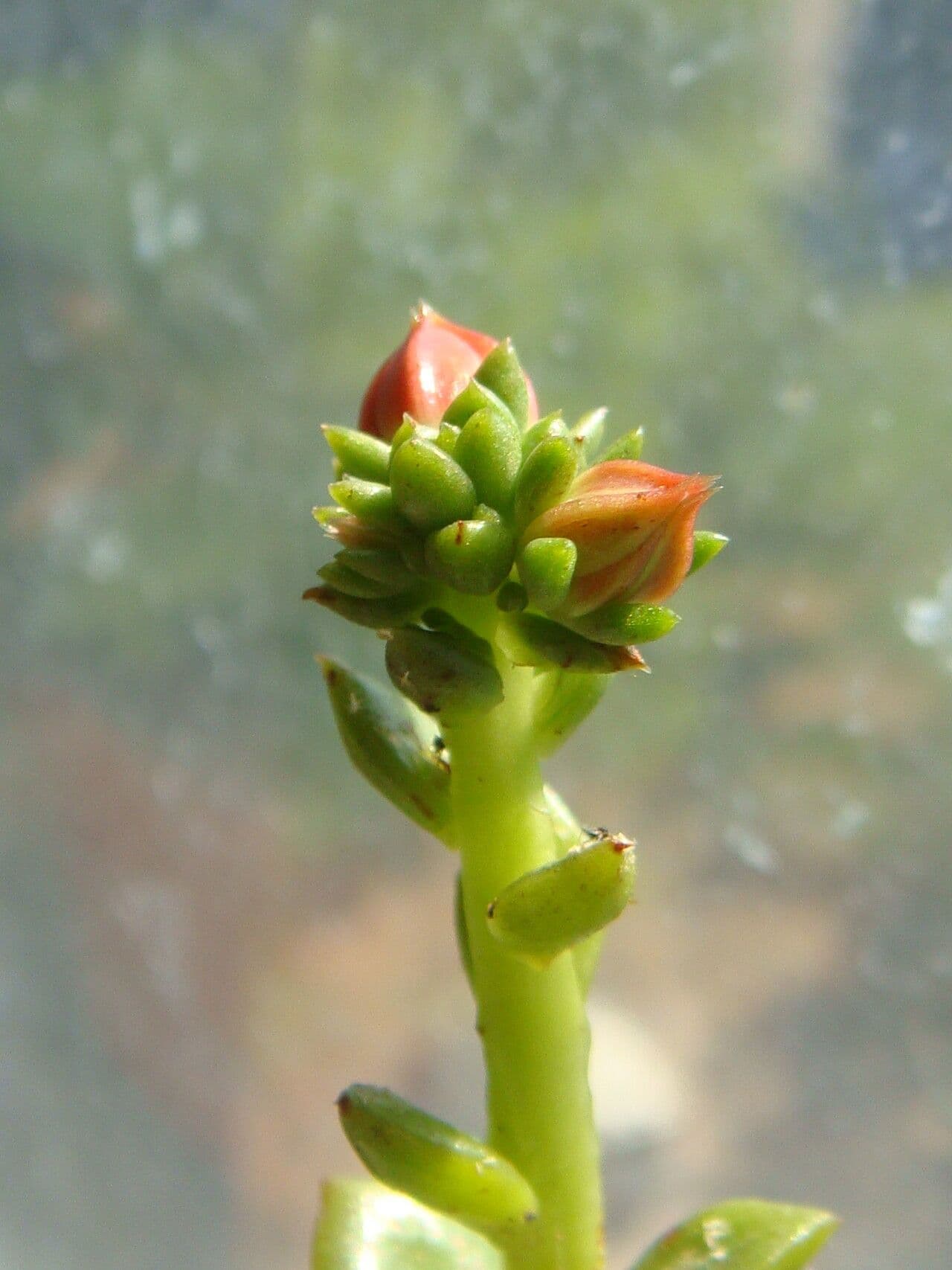 Echeveria 2