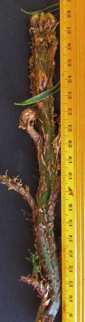 Lomariopsis 10
