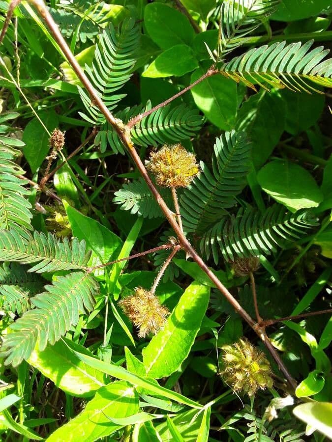 Mimosa pudica 28