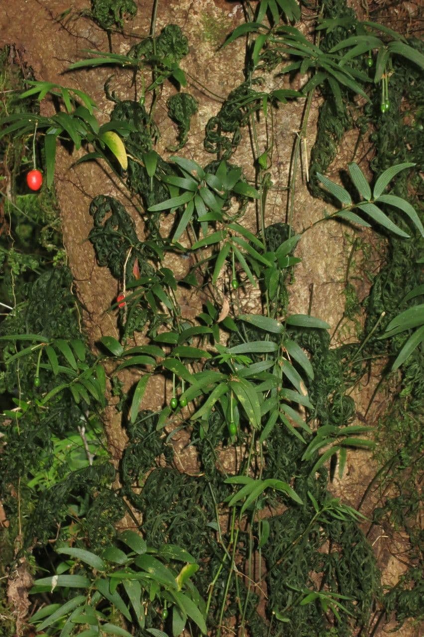 Luzuriaga 22