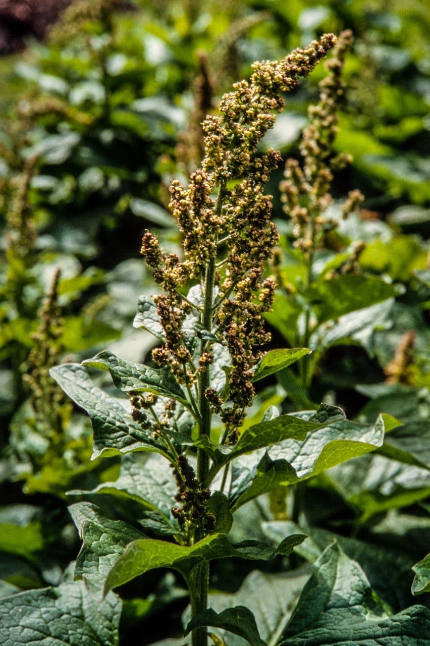 Komosa strzałkowata 6