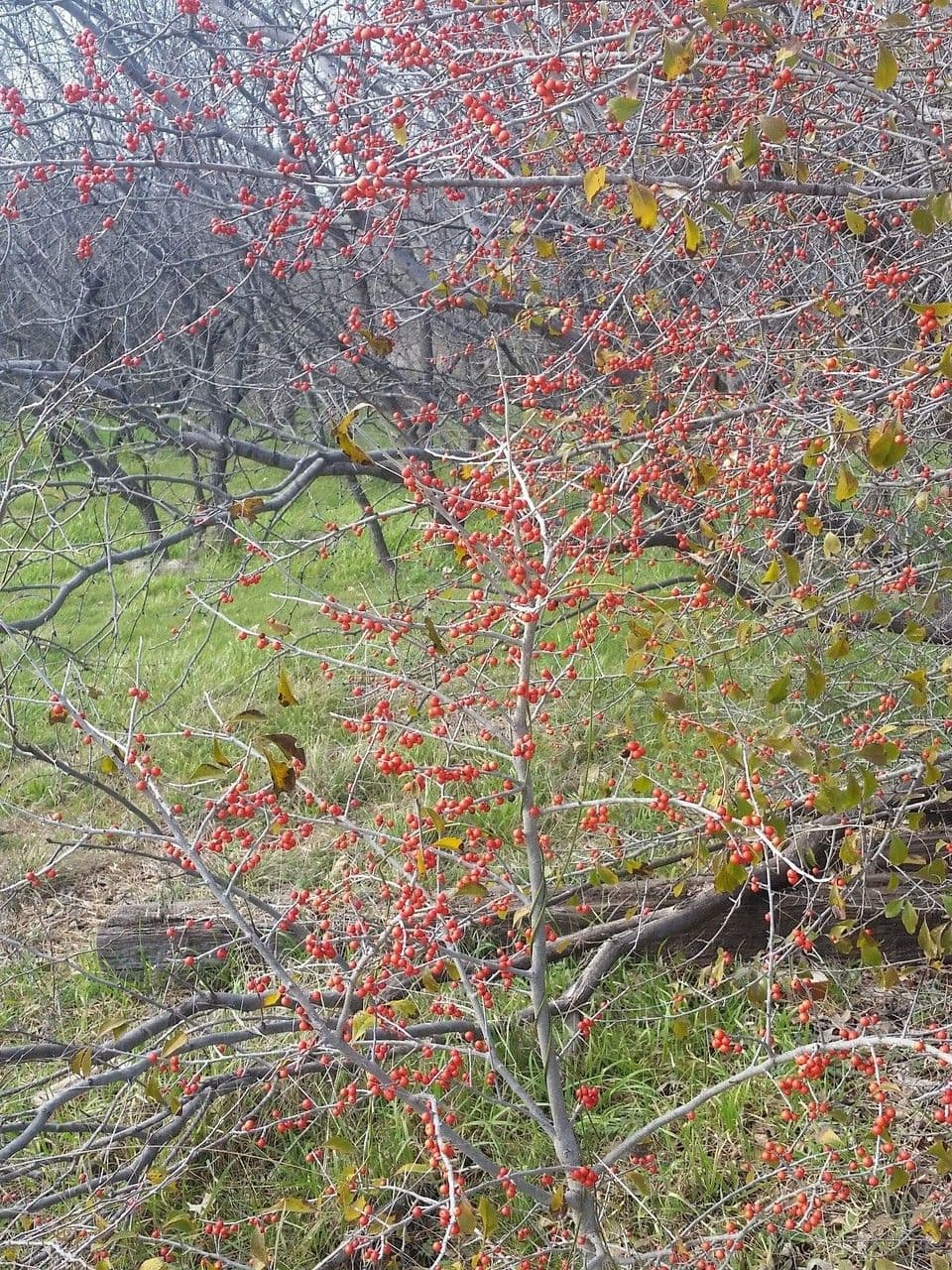 Ilex decidua 11